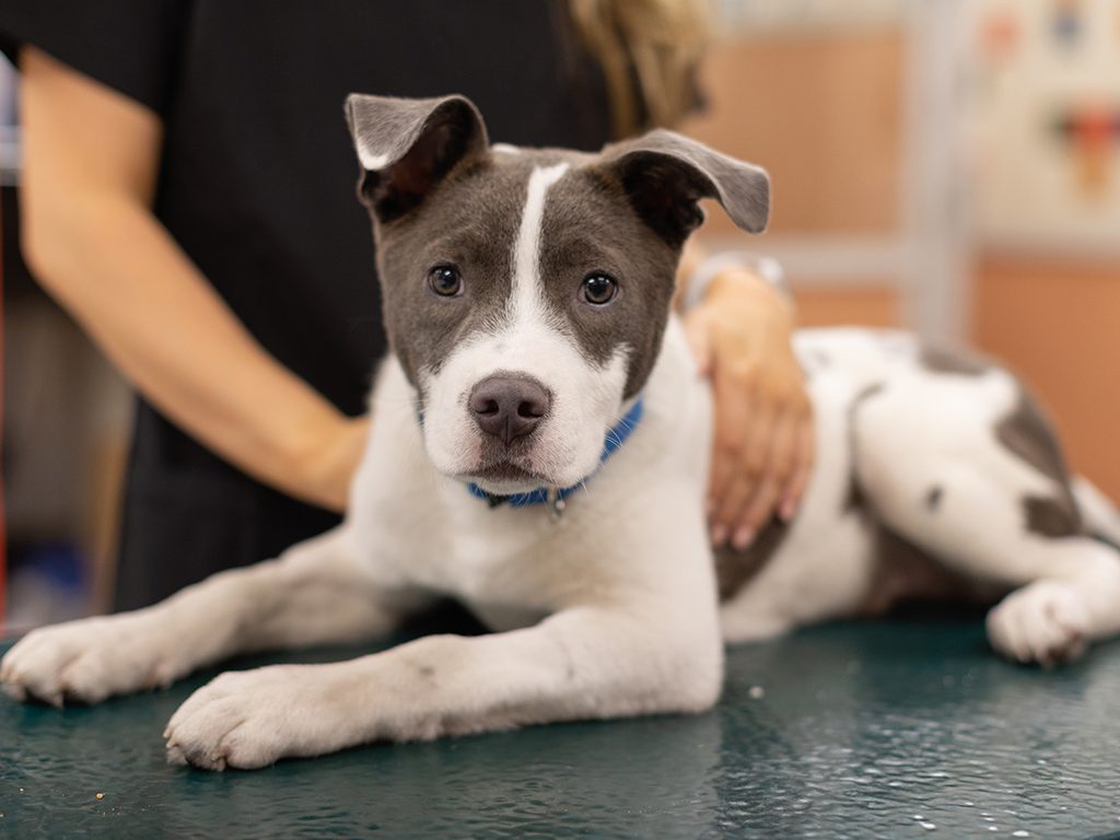 SF SPCA dog named Wilbur on exam table