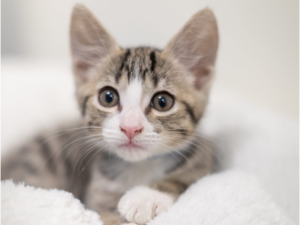 SF SPCA grey tabby shelter kitten