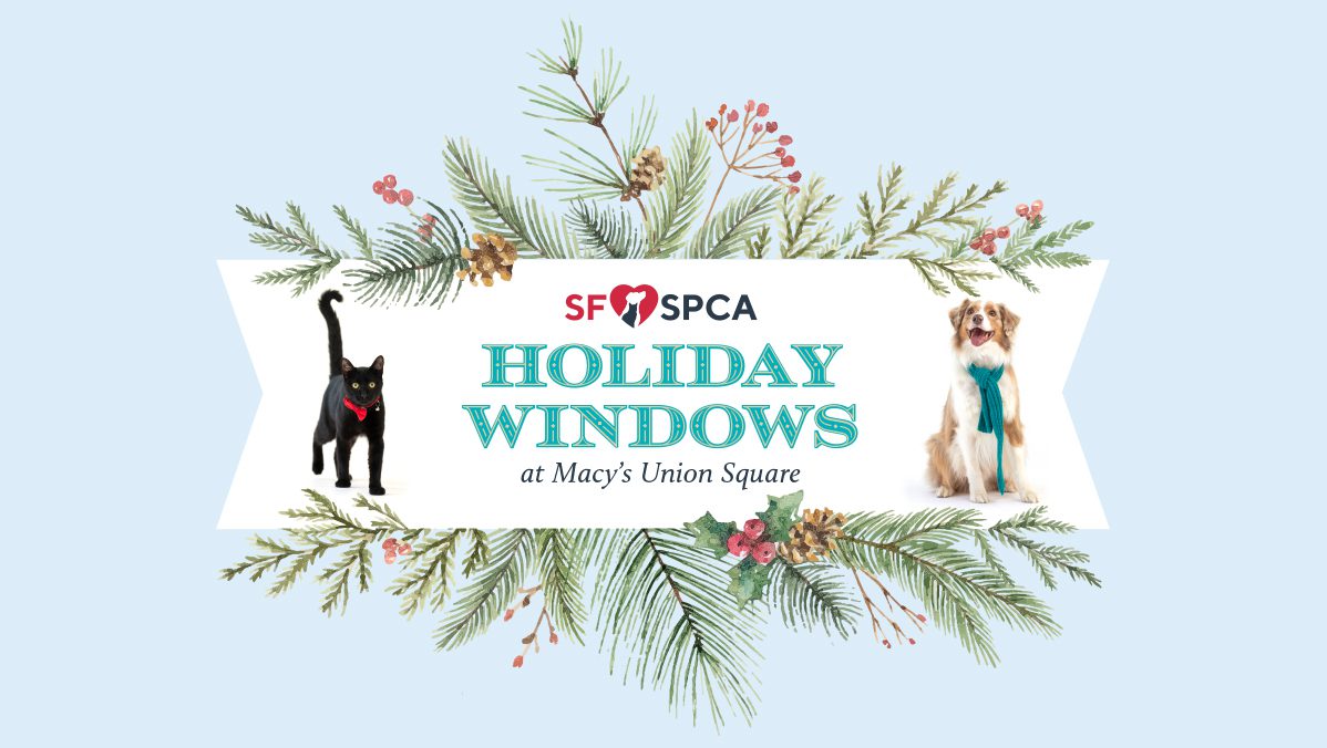 CX00110T_sfspca-holiday-windows-at-macys-with-logo_16x9