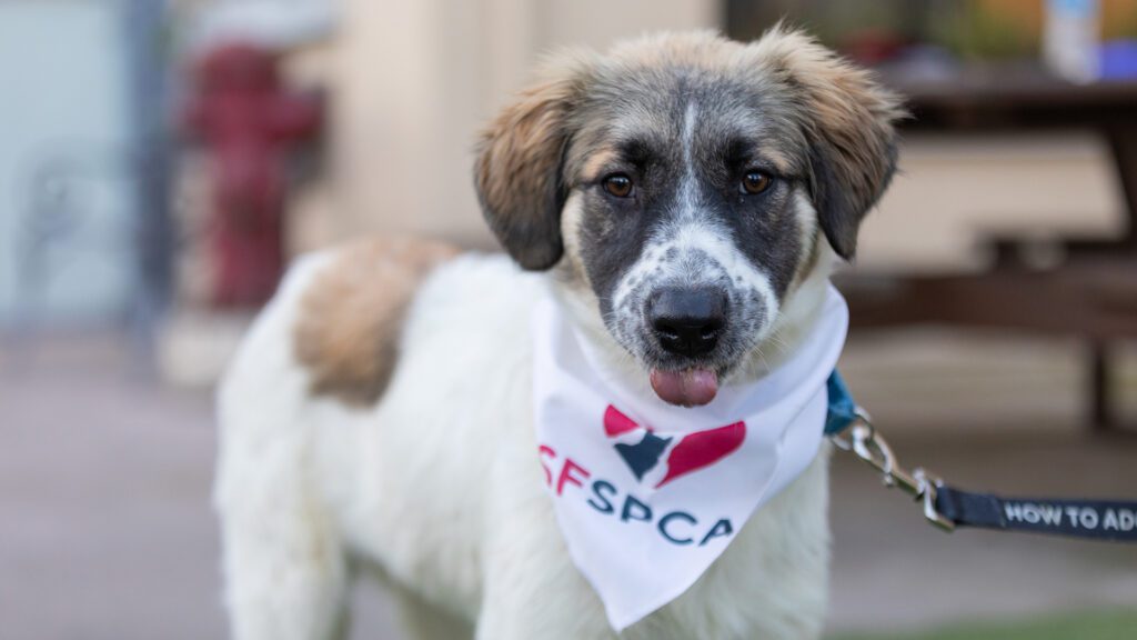 San Francisco SPCA puppy named Iris wearing bandana