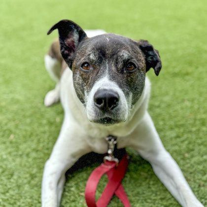 SF SPCA dog for adoption named Zoe