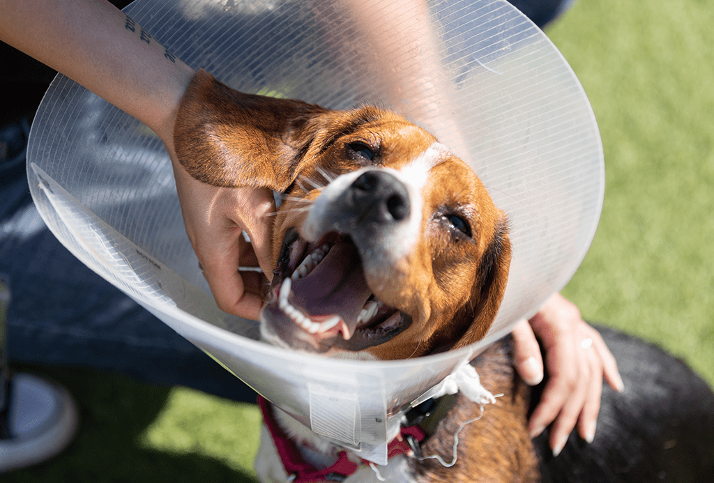 SF SPCA $200K Match—Double Your Gift
