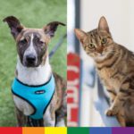 SF SPCA Love Who You Want. Pay What You Want Promotion Through June 30.