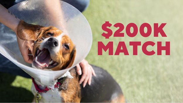 200k Match - Human petting dog