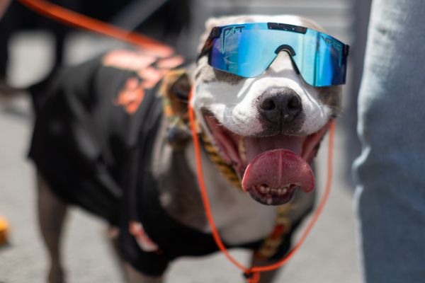 A dog wearing sunglasses and a San Francisco Giants jersey.