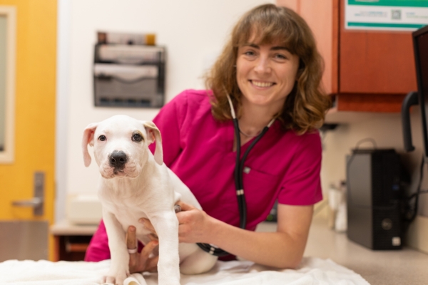 Veterinarian with puppy in an exam room