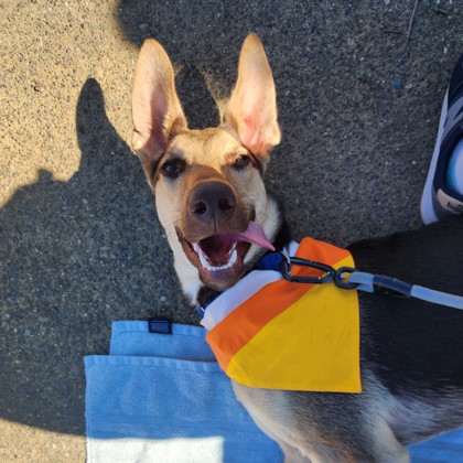 Flippy Floppy - Photo 2