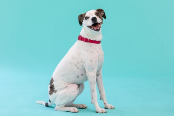 Brown and white dog with blue background