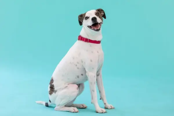 Brown and white dog with blue background