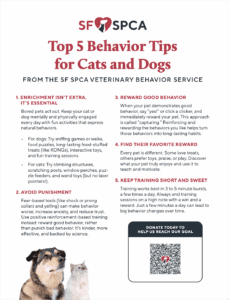 Top Five Behavior Tips for Cats and Dogs