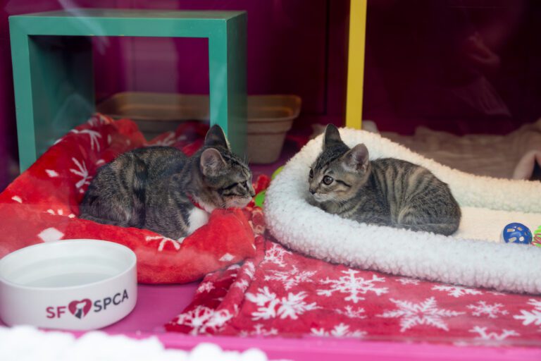 SF SPCA kittens available for adoption inside the window at Macy's Union Square