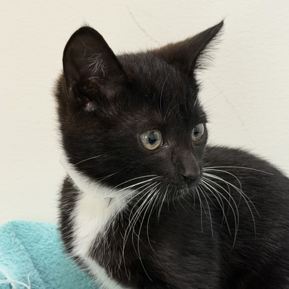 Polly - Photo 2