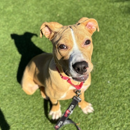 Tinkerbelle - Photo 3