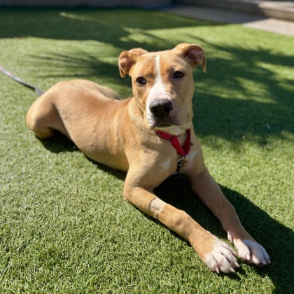 Tinkerbelle - Photo 2