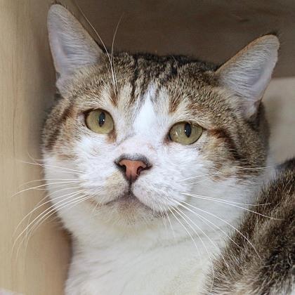 SF SPCA Fall Match Help Animals Like Julius