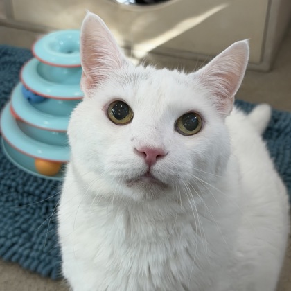 Mister Katz - Photo 1