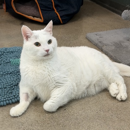 Mister Katz - Photo 3