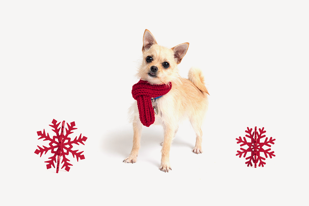 SF SPCA Adoption Promotion: Name Your Price For Animals Five Months and Older Through December 31