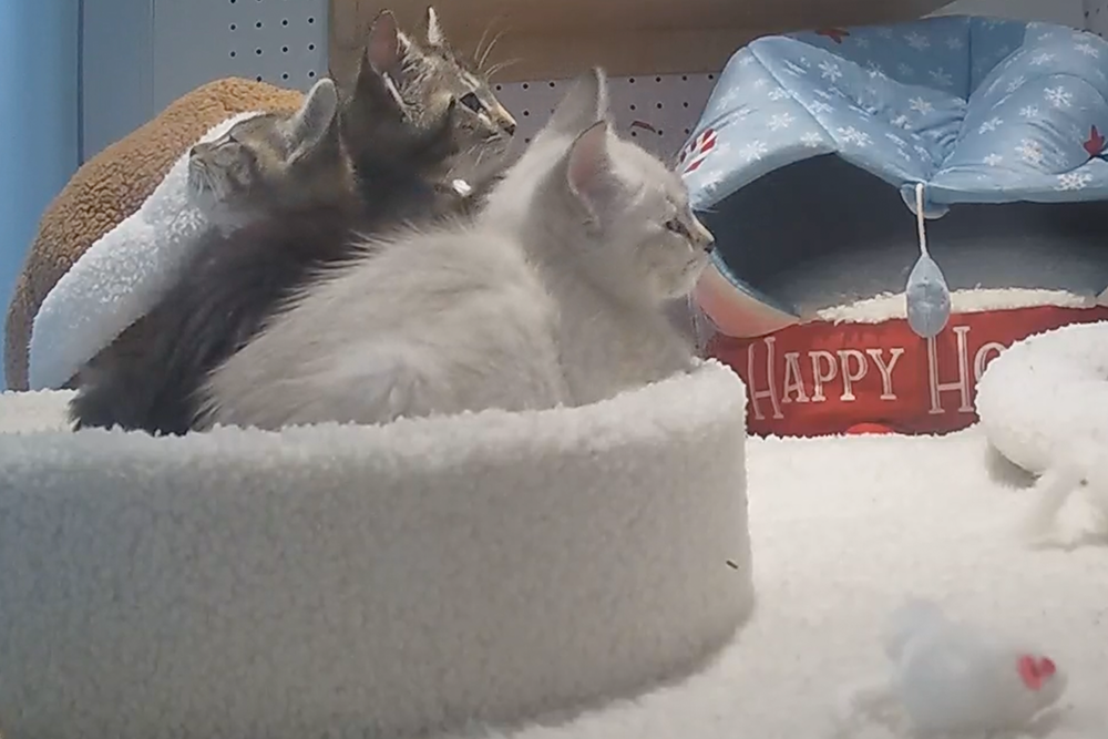 SF SPCA Watch Animals on Our Live Cams