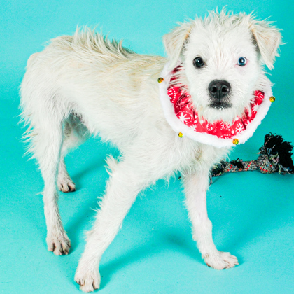 Louie - Photo 2