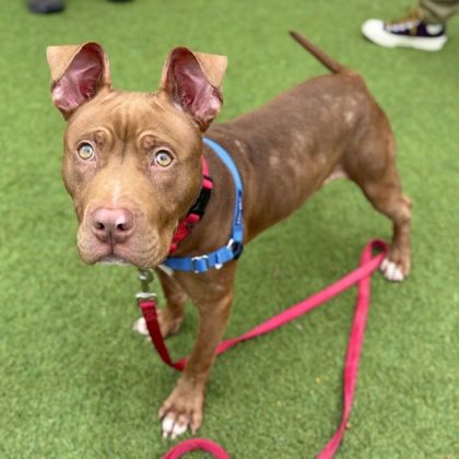 Scoob - Photo 3