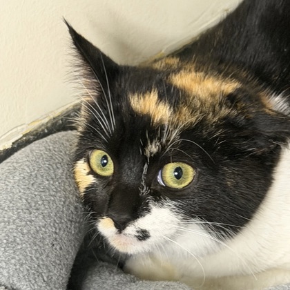 Dr. Calico - Photo 2