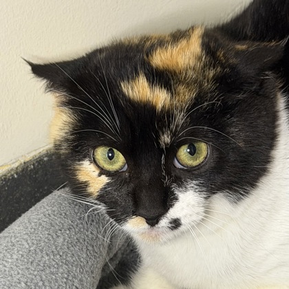 Dr. Calico - Photo 3