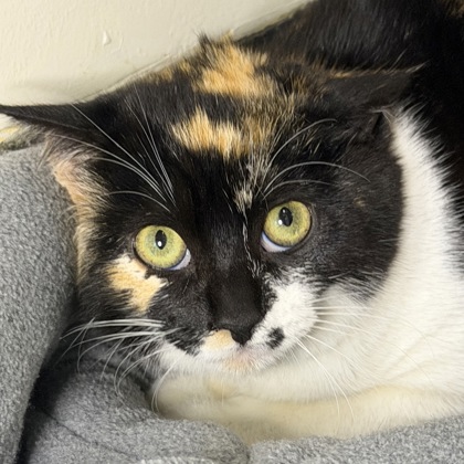 Dr. Calico - Photo 1