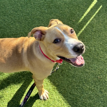 Tinkerbelle - Photo 1