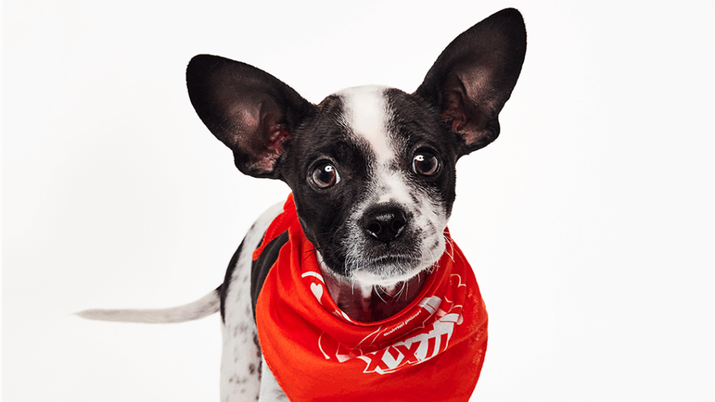 SF SPCA Puppy Bowl XXII Dog Named Foggy