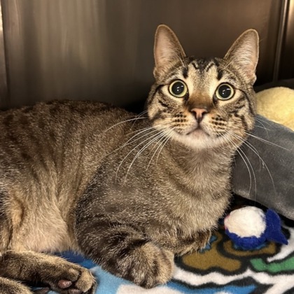 Senor Nibbles - Photo 1