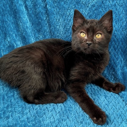 Silly String - Photo 1