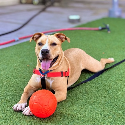 Tinkerbelle - Photo 2