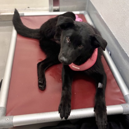 Madison Chuck-It - Photo 3