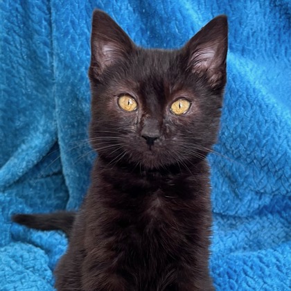 Silly String - Photo 3