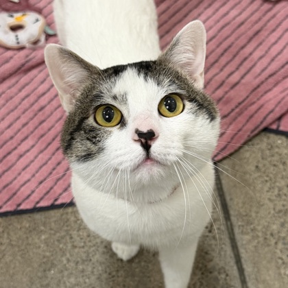 Simon Basset - Photo 1