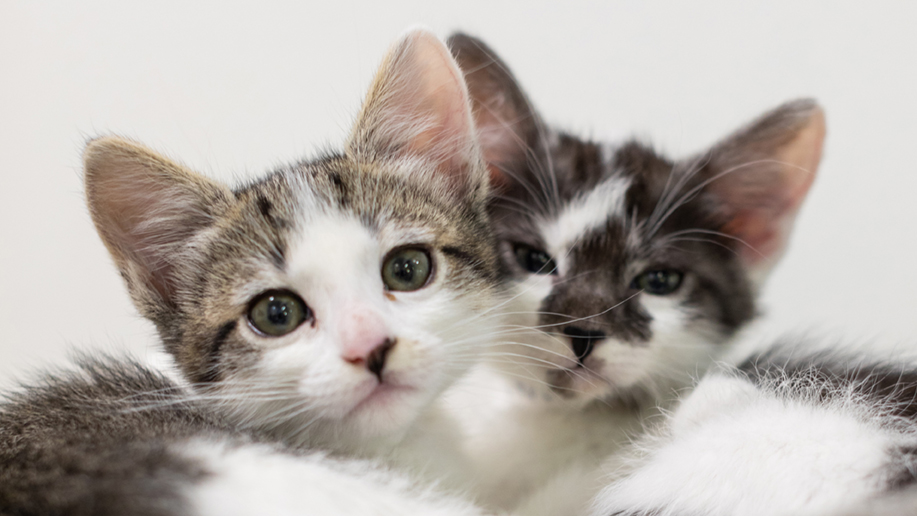 SF SPCA Matching Gifts Month