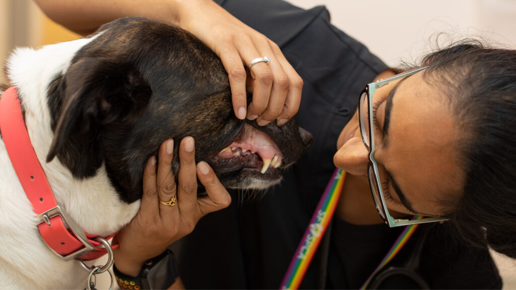 SF SPCA Veterinarian Giving Dental Exam to Dog