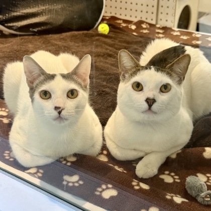 Lord Anthony - Photo 1