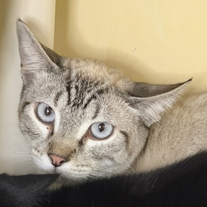 Pheobe Jeebies - Photo 2