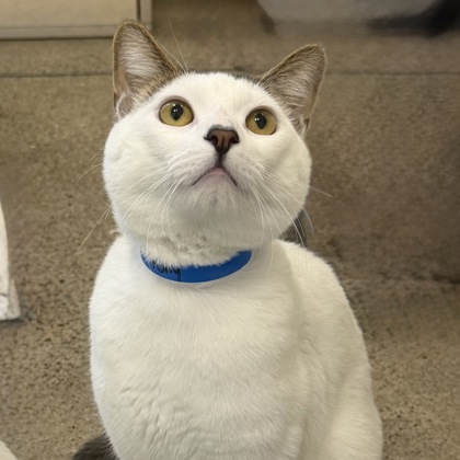 Lord Anthony - Photo 3