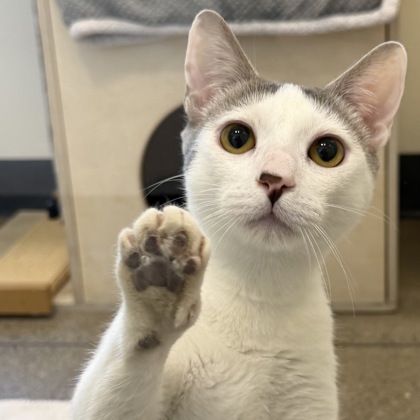 Marty Supreme - Photo 1