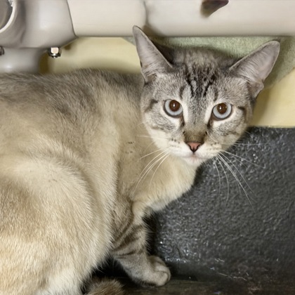 Pheobe Jeebies - Photo 1