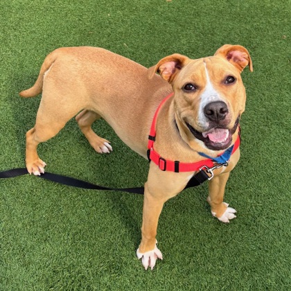 Tinkerbelle - Photo 2