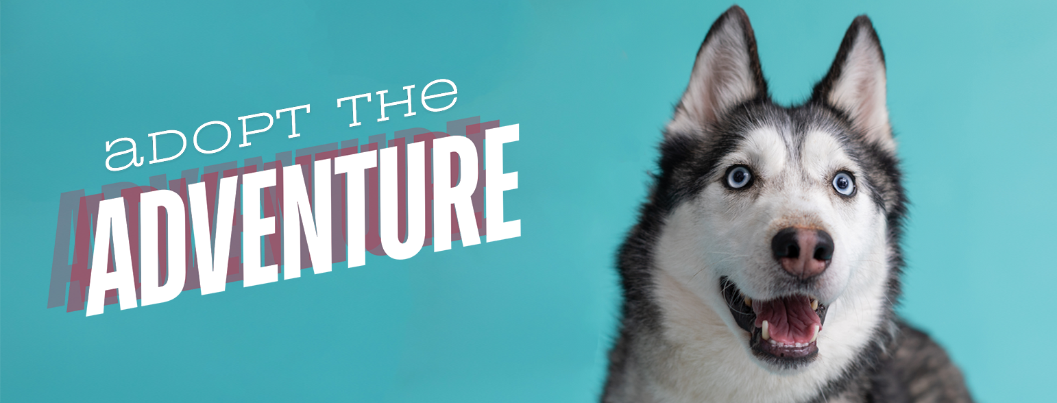 Adopt the Adventure—Huskies and Northern Breeds Adoption Fees Are Waived through March