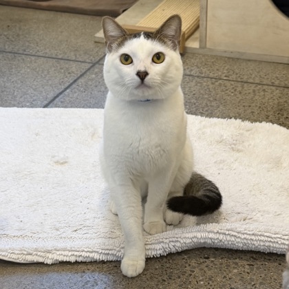 Lord Anthony - Photo 2