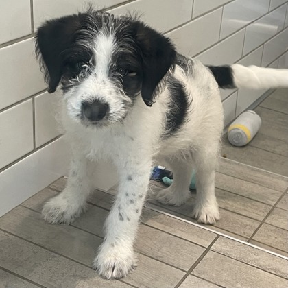 Crunchwrap - Photo 2