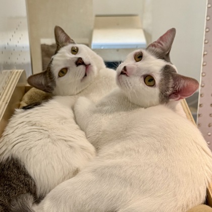 Marty Supreme - Photo 2