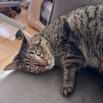 Tabitha - Photo 1