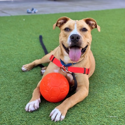 Tinkerbelle - Photo 3